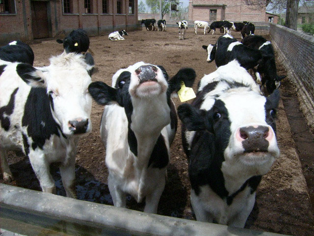 宁夏成年母牛年均牛奶单产6700公斤